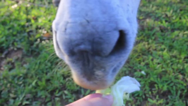 Funny Donkey Head Taking Food