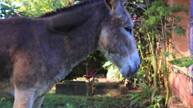 Funny Donkey Grazing on the Field