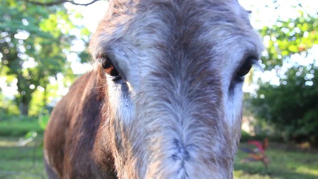 Sad Donkey Eyes Close up