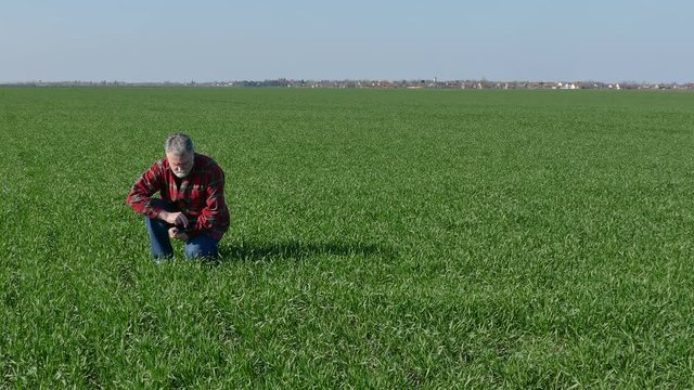 Farmer or agronomist inspect quality of wheat plant in field, using tablet, early spring