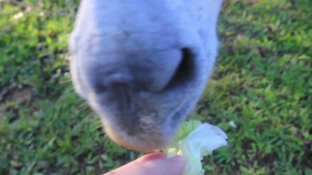 Feading Funny Donkey on the Field