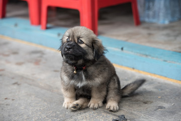 Thai Puppy
