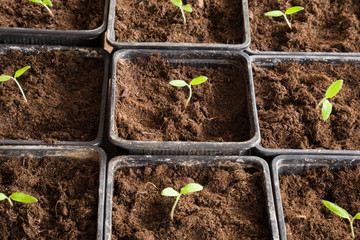 In early spring tomato plants planting in the pots in the room. Preparations for the garden season.