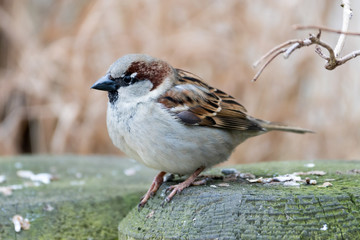 Hallo Nachbar - hello neighbor