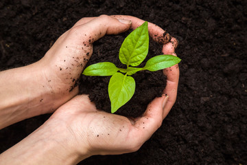 Woman's hands holding paprika plant with ground. Early spring planting.