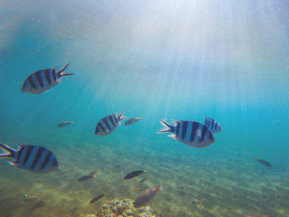 Fototapeta na wymiar Exotic fish Sergeant in shallow water under sunlight. Underwater photo with coral fishes colony.