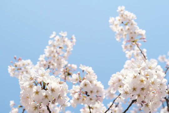 桜と空の春風景 © rrice