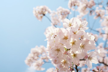 桜と空の春風景