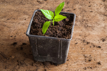 In early spring paprika plant planting in the pot in the room. Preparations for the garden season.