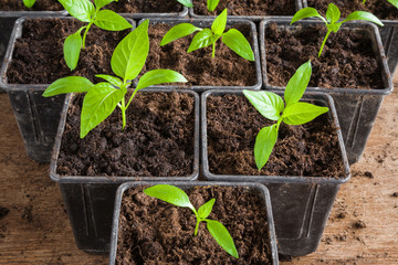 In early spring paprika plants planting in the pots in the room. Preparations for the garden season.