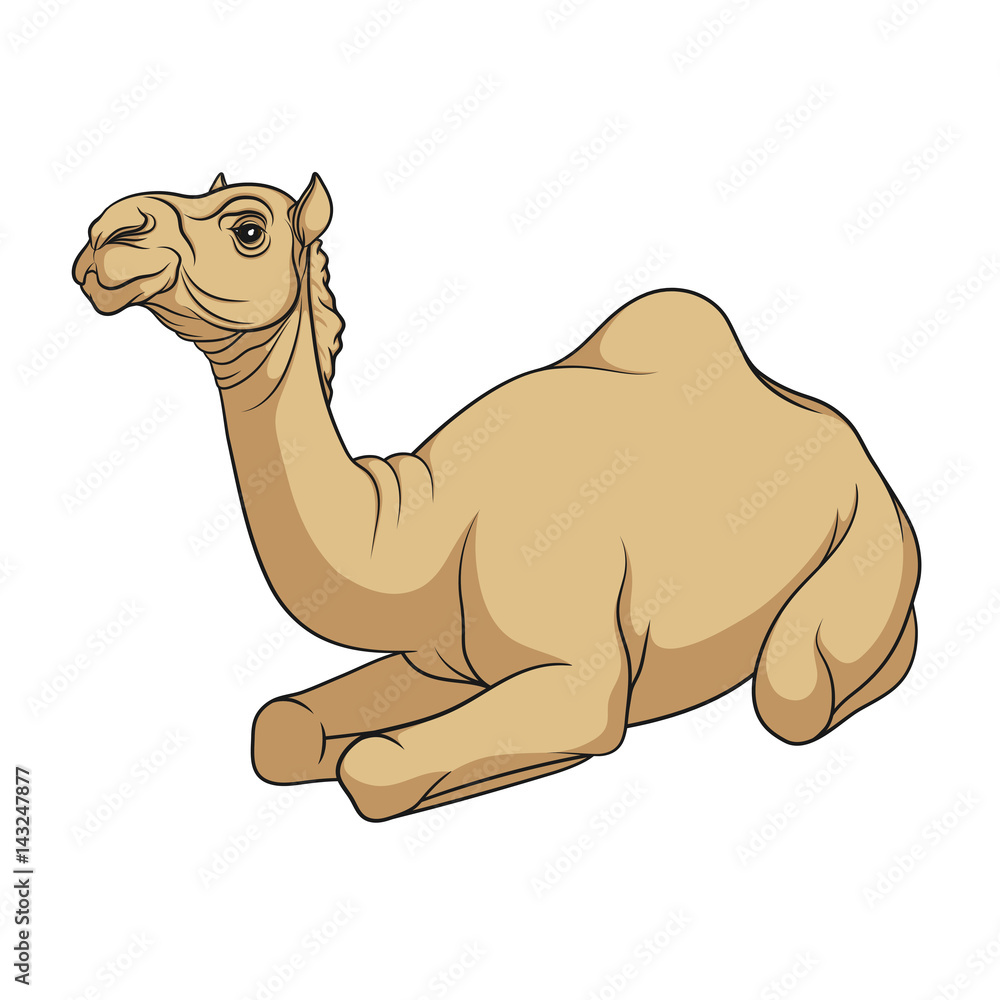 Poster color vector image of a camel. isolated object on a white background.