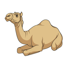 Color vector image of a camel. Isolated object on a white background.