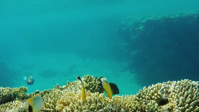 Amazing underwater world - crystal clear water with sun rays and corals with exotic fish. Copyspace composition