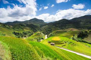 Rice fields at Northwest Vietnam