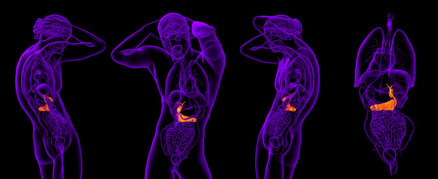 3d rendering medical illustration of the gallblader and pancrease