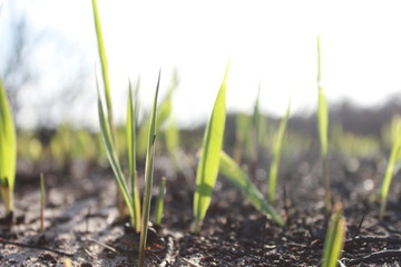 new grass in a dry landscape