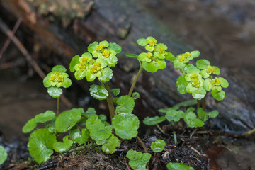 Chrysosplenium alternifolium L.