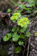 Chrysosplenium alternifolium L.