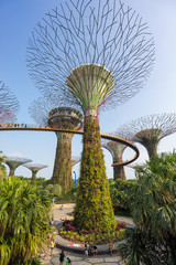 Super Tree Grove at Gardens By The Bay Singapore - obrazy, fototapety, plakaty