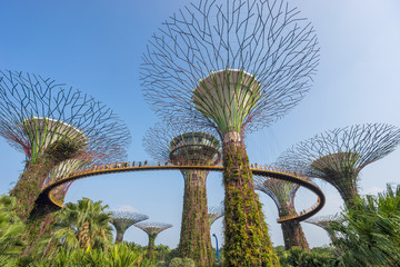 Fototapeta premium Super Tree Grove at Gardens By The Bay Singapore