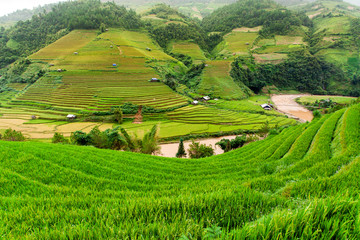 Rice fields at Northwest Vietnam