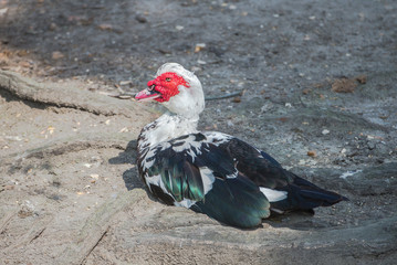 Muscovy Duck, Cairina moschata