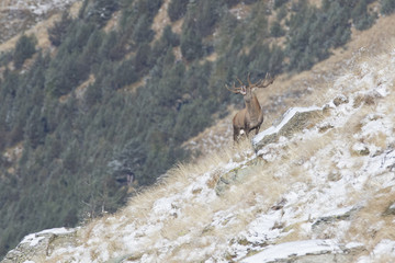 red deer 07
