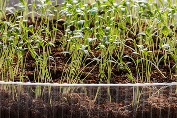Rows of potted seedlings and young plants