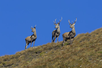 red deer 04