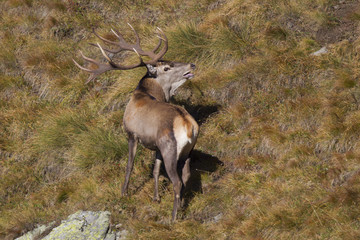 red deer 03