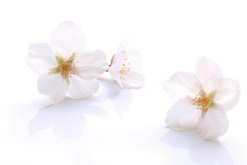 Fleur de cerisier blanc japonais isolé  2