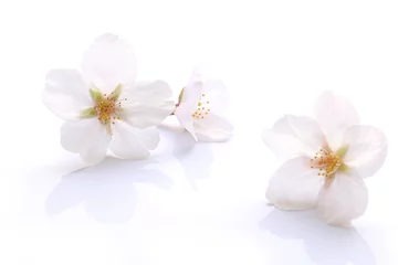 Stickers pour porte Fleur de cerisier Fleur de cerisier blanc japonais isolé  2