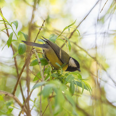 Great Tit, Parus major, eating in a tree in springtime