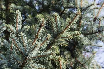 Naklejka na ściany i meble Branches with needles silver spruce.