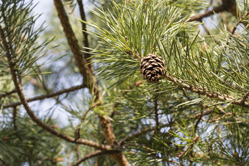 Opening on pine cone.