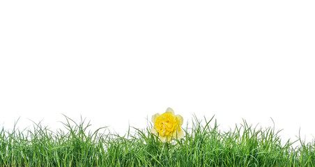 Green grass with daffodil isolated on white background