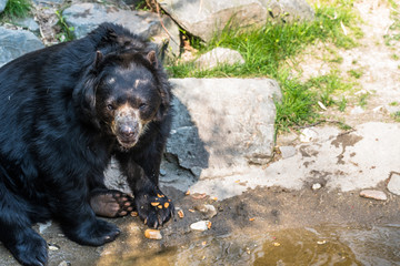 Black bear sitting on a rock and eating