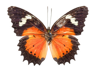 Top View of Spread Butterfly