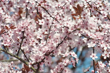 Voller, rosaroter und japanischer Kirschbl&uuml;tezauber, Anfang April an einem wundersch&ouml;nen Fr&uuml;hligstag