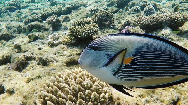 A close-up of an exotic surgeon's fish, the camera moves along with the fish. Traking shot