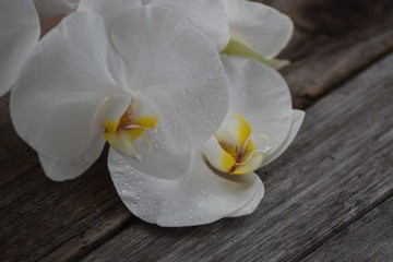 Fototapeta na wymiar White orchid on wooden background