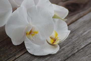 Obraz na płótnie Canvas White orchid on wooden background