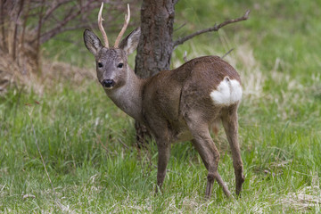 European roe deer 02