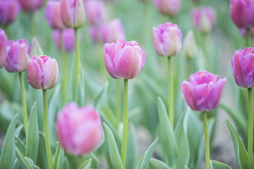 Cherry flowers and blue sky