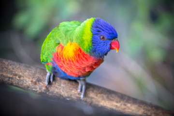 Rainbow Lorikeet