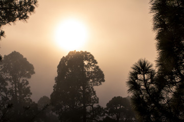 Obraz premium Sunset over misty pine tree forest