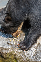 Black bear sitting on a rock and eating
