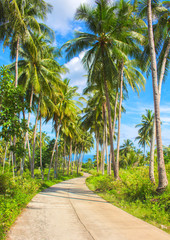 Fototapeta na wymiar Tropical island traveling landscape. Empty road and palm trees.