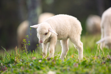 Lamb grazing on green grass meadow