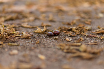 Marrons sur sol de feuilles mortes